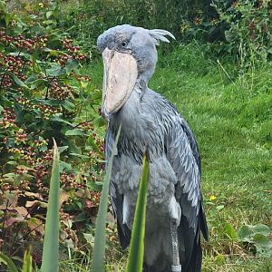 Shoebill