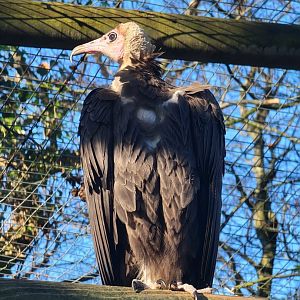 Hooded Vulture