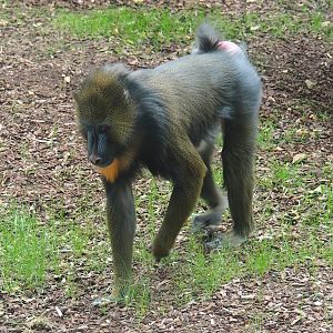Mandrill (Mandrillus sphinx), 2023-07-02