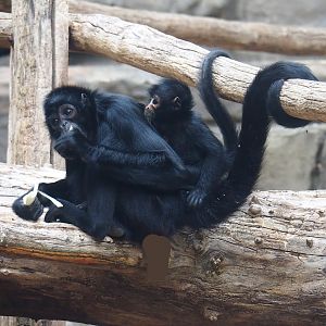 Colombian black spider monkeys (Ateles fusciceps rufiventris), 2023-07-02