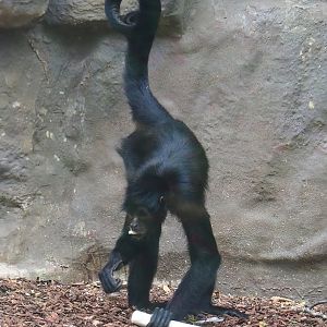 Colombian black spider monkey (Ateles fusciceps rufiventris), 2023-07-02