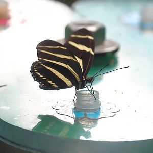 Zebra longwing (Heliconius charithonia), 2023-07-02