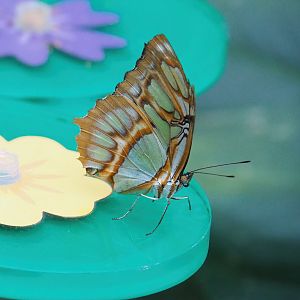 Malachite (Siproeta stelenes), 2023-07-02