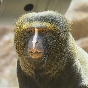 Hamlyn's monkey (Cercopithecus hamlyni), 2023-07-02