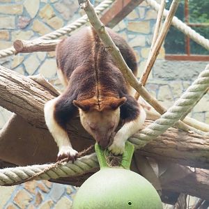 Goodfellow's tree kangaroo (Dendrolagus goodfellowi buergersi) with enrichment ball, 2023-07-02