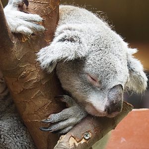 Koala (Phascolarctos cinereus), 2023-07-02