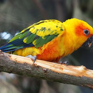 Sun conure (Aratinga solstitialis), 2023-07-02