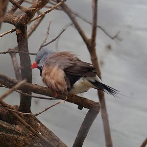 Red-billed long-tailed finch (Poephila acuticauda hecki), 2023-07-02