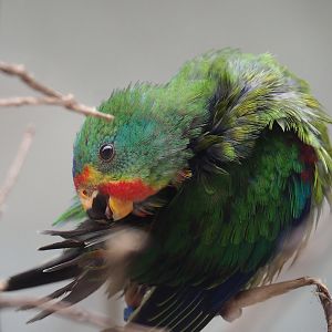 Swift parrot (Lathamus discolor), 2023-07-02