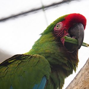 Mexican military macaw (Ara militaris mexicana), 2023-07-02