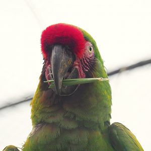 Mexican military macaw (Ara militaris mexicana), 2023-07-02