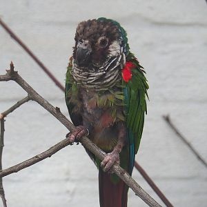 Brazilian grey-breasted conure (Pyrrhura griseipectus), 2023-07-02