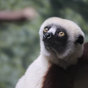 Madagascar! - Coquerel's Sifaka