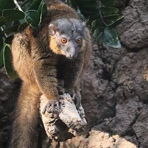Madagascar! - Collared Lemur