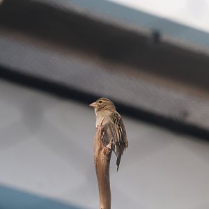 Madagascar! - Red Fody