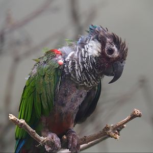Brazilian grey-breasted conure (Pyrrhura griseipectus), 2023-07-02