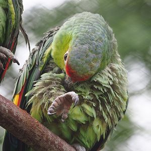 Ecuadorian red-lored amazon (Amazona lilacina), 2023-07-02