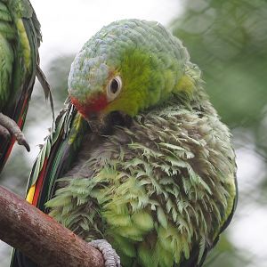Ecuadorian red-lored amazon (Amazona lilacina), 2023-07-02