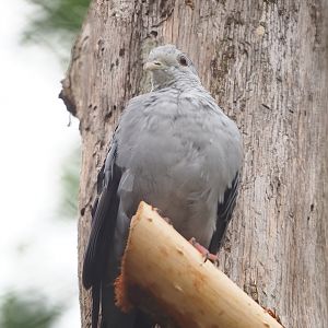 Blue ground dove (Claravis pretiosa), 2023-07-02