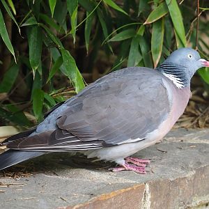 Wild Common wood pigeon (Columba palumbus), 2023-07-02