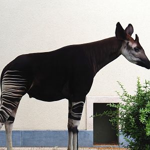 Okapi (Okapia johnstoni), 2023-07-02