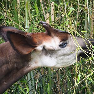 Okapi (Okapia johnstoni) eating bamboo, 2023-07-02