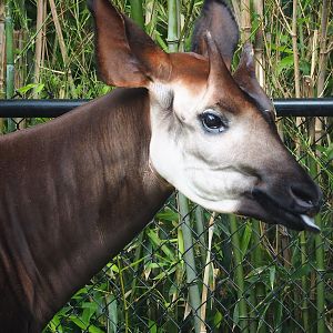 Okapi (Okapia johnstoni), 2023-07-02