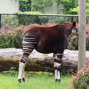 Okapi (Okapia johnstoni), 2023-07-02
