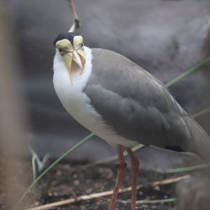 Aquatic Bird House - Masked Lapwing