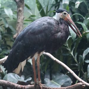 Aquatic Bird House - Storm's Stork