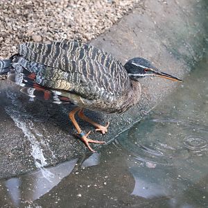 Aquatic Bird House - Sunbittern