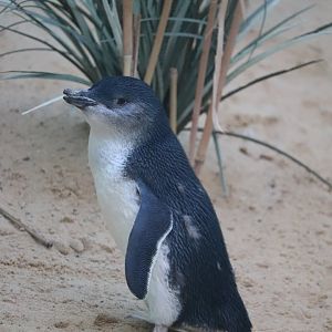 Aquatic Bird House - Little Penguin