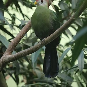 Aquatic Bird House - Red-Crested Turaco