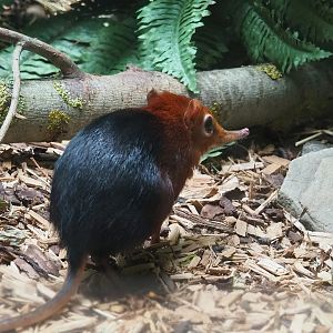 Black-and-rufous sengi (Rhynchocyon petersi adersi), 2023-07-02