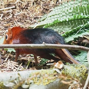 Black-and-rufous sengi (Rhynchocyon petersi adersi), 2023-07-02