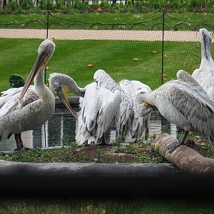 Dalmatian pelicans (Pelecanus crispus), 2023-07-02