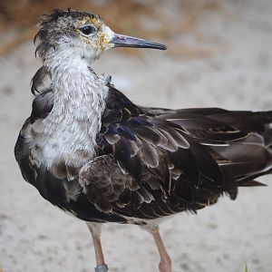 Ruff (Calidris pugnax), 2023-07-02