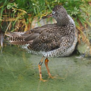Common redshank (Tringa totanus), 2023-07-02