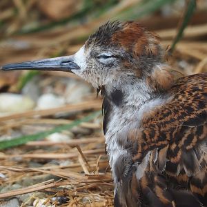 Ruff (Calidris pugnax), 2023-07-02