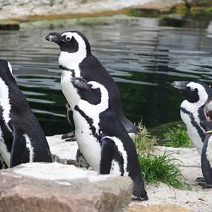 African penguins (Spheniscus demersus), 2023-07-02