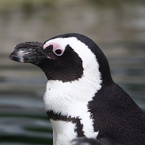 African penguin (Spheniscus demersus), 2023-07-02