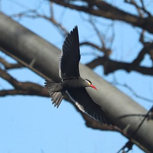 Aquatic Bird House - Inca Tern
