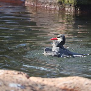 Aquatic Bird House - Inca Tern