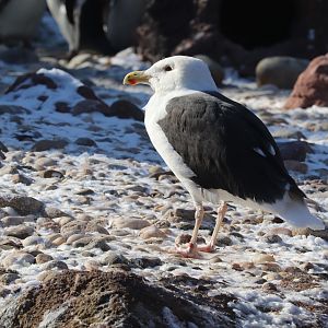 Aquatic Bird House - Great Black-Backed Gull