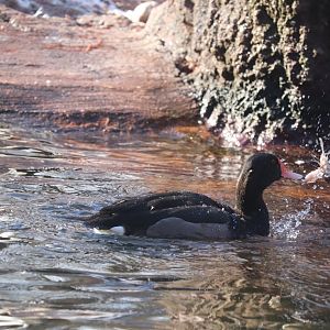 Aquatic Bird House - Rosy-Billed Pochard
