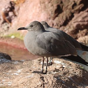 Aquatic Bird House - Grey  Gull