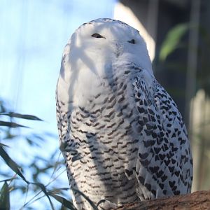 Birds of Prey - Snowy Owl