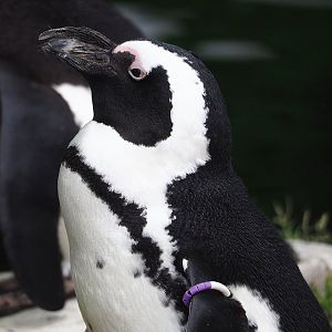 African penguin (Spheniscus demersus), 2023-07-02