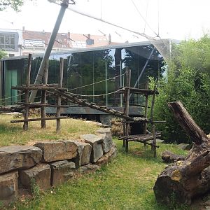 Eastern lowland gorilla and Western lowland gorilla exhibit, 2023-07-02