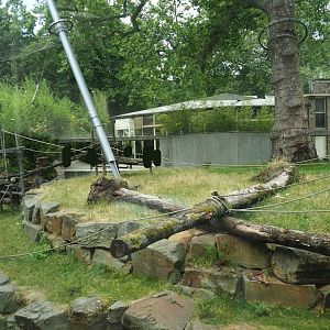 Eastern lowland gorilla and Western lowland gorilla exhibit, 2023-07-02